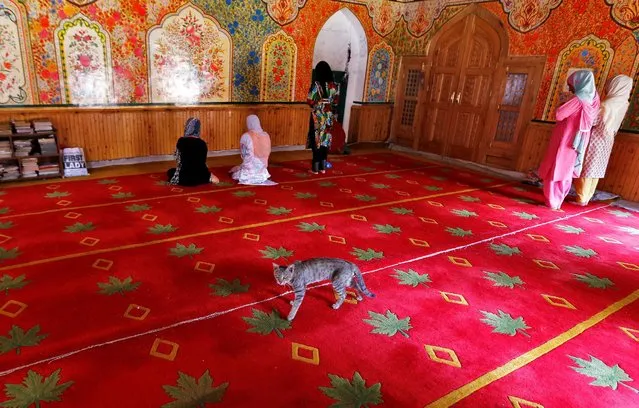 A cat walks past Muslim women offering afternoon prayers at a mosque at the shrine of Sufi Saint Khawaja Naqashband during the holy month of Ramadan in Srinagar, June 23, 2016. (Photo by Danish Ismail/Reuters)