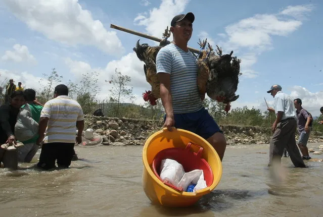 A Colombian man carries live fowl across the Tachira River toward Colombia's community of La Parada, across the border with San Antonio del Tachira, Venezuela, Tuesday, August 25, 2015. (Photo by Efrain Patino/AP Photo)