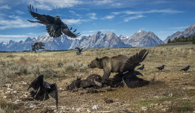 Published in our May 2016 “Yellowstone – America’s Wild Idea” issue of the National Geographic magazine, this unique image features a grizzly bear guarding a bison carcass from ravens. The articles take a fascinating look at the interactions between humans and wildlife in our National Parks and examine what happens when we protect spaces large enough for these animals to be free of daily human contact. (Photo by Charlie Hamilton James/National Geographic Creative)