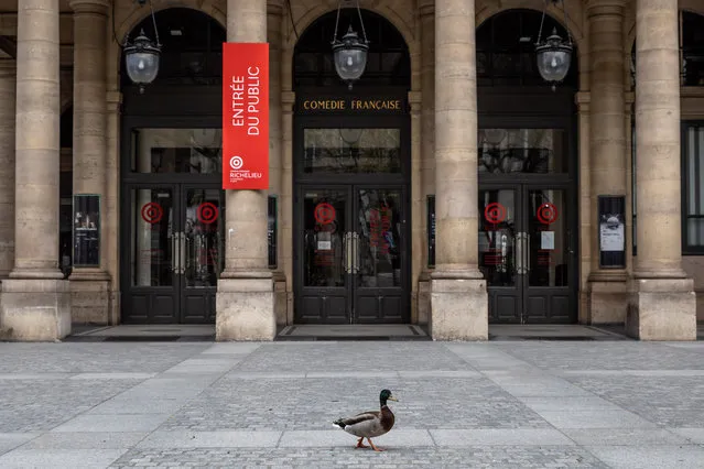 A duck is seen in a street in Paris, France, April 6, 2020. France has imposed a two-week nationwide lockdown on March 17, and it was extended to April 15. Under a lockdown, people have been forced to stay at home, except for trips for purposes of work, health needs or shopping of necessities. (Photo by Xinhua News Agency/Rex Features/Shutterstock)