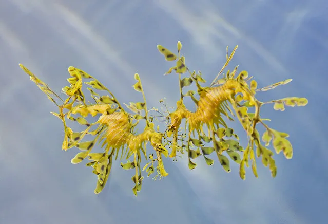 Leafy sea dragon