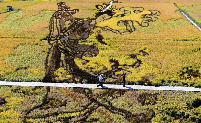 A image of Chinese traditional beauty created using different varieties of rice is seen in a paddy during the harvest season in Shenyang in China's northeast Liaoning province on September 20, 2017. The design aims to promote tourism in the area and boosts the income of local farmers. (Photo by AFP Photo/Stringer)