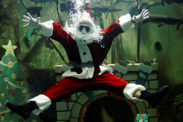 A diver dressed as Santa Claus gestures as he swims in a fish tank at the Guadalajara Zoo's Aquarium ahead of Christmas, in Guadalajara, Mexico, on December 21, 2024. (Photo by Michelle Freyria/Reuters)