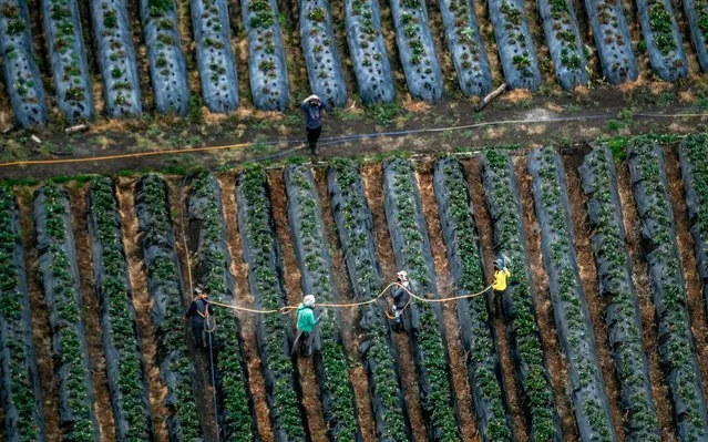 Aerial view of farmers working despite the coronavirus – COVID-19- pandemic, in a field south of Bogota on April 4, 2020. Since the first case of COVID-19 was detected on March 6, Colombia has reported 1,406 people infected and 32 dead. (Photo by Juan Barreto/AFP Photo)