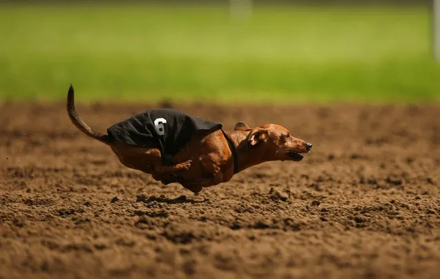 Spunky runs during the third heat of a dog race Monday, September 1, 2014, at Canterbury Park, in Shakopee, Minn. Canterbury Park hosted their annual Labor Day Wiener Dog Wars in which dogs competed in seven races on the horse track for the title of Grand Champion. (Photo by Jeff Wheeler/AP Photo/The Star Tribune)