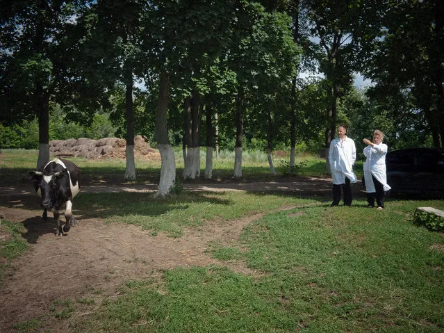 Doctors stand near a cow at the farm. (Photo by Anastasia Rudenko)