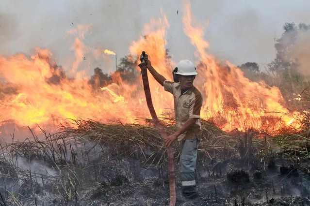 A fireman works to contain a wildfire on a field in Ogan Ilir, South Sumatra, Indonesia, Saturday, September 12, 2015. Wildfires caused by illegal land clearing in Indonesia's Sumatra and Borneo islands often spread choking haze to neighboring countries such as Malaysia and Singapore. (Photo by AP Photo)
