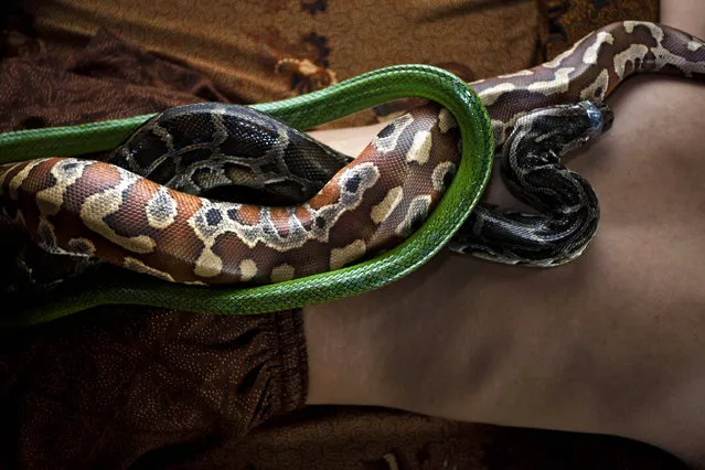 A member of staff demonstrates a massage using pythons at Bali Heritage Reflexology and Spa on October 27, 2013 in Jakarta, Indonesia. (Photo by Ulet Ifansasti/Getty Images)
