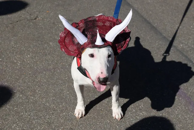 A dog wears a costume during the Halloween Dog Parade at Tompkins Square Park in New York City, U.S., October 22, 2022. (Photo by Caitlin Ochs/Reuters)