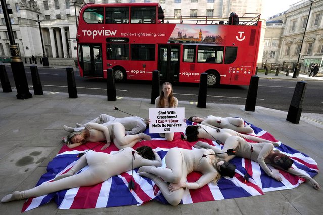 PETA (People for the Ethical Treatment of Animals) supporters, dressed in little more than bear masks and covered in bloody “arrow wounds” lie on a Union Jack flag as they hold a “die-in” near the Ministry of Defence's (MoD) headquarters to protest its support of the slaughter of Canadian black bears for purely ornamental bearskin caps in London, Friday, January 19, 2024. (Photo by Frank Augstein/AP Photo)