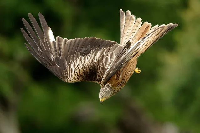 A red kite descends on Gigrin Farm Red Kite Feeding Centre on July 15, 2020 in Rhayder, United Kingdom. As the pandemic lockdown eases in Wales, the famous Gigrin Farm Red Kite Feeding Centre, is ready to open again on 18 July after implementing social distancing measures in the hides and visitor centre. Visitors are now able to book online to see the birds at the Powys farm which is endorsed by the Royal Society for the Protection of Birds. Wild red kites are fed everyday of the year by farmer Chris Powell and has continued throughout the COVID-19 lockdown.. In the 1970's the population of the bird of prey dropped to only 30 but a sustained conservation project by Chris Powell and his team has been a massive success with up to 500 red kites visiting each afternoon creating an aerobatic spectacle as the birds swoop for morsels of beef. (Photo by Christopher Furlong/Getty Images)