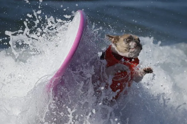 A dog wipes out during the Surf City Surf Dog Contest in Huntington Beach, California September 27, 2015. (Photo by Lucy Nicholson/Reuters)