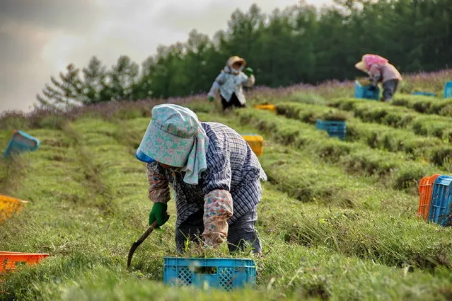 Harvesting lavender in Hokkaido, Japan shallow DOF, one farmer in center, two more in the background, on May 29, 2008. (Photo by Steffen Hetzinger/Getty Images/iStockphoto)