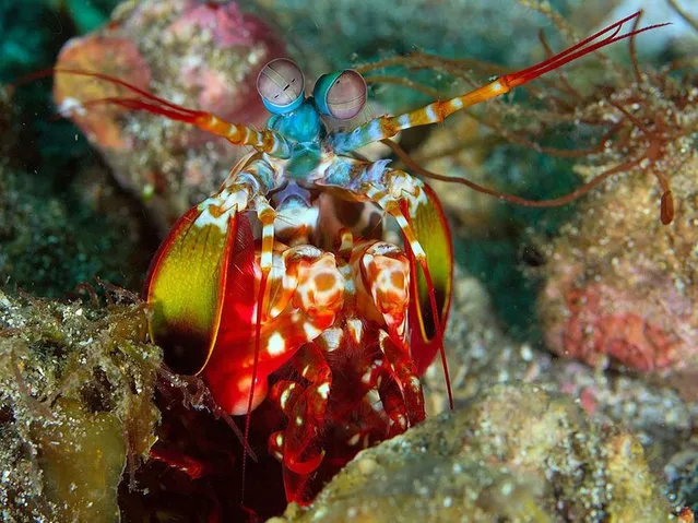 Peacock Mantis Shrimp