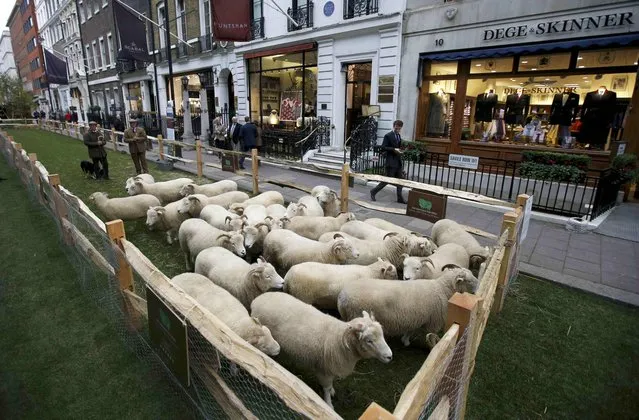 A flock of Exmoor Horn sheep are penned in Savile Row, London, Britain October 5, 2015. (Photo by Peter Nicholls/Reuters)