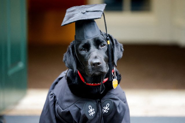 Sasha, a police dog, wears a cap and gown, on the day of the 374th Commencement exercises at Harvard University in Cambridge, Massachusetts on May 29, 2025. (Photo by Brian Snyder/Reuters)