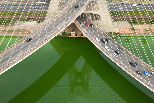 A drone view shows the Estaiada bridge reflected on algae proliferation turning the Pinheiros River green after dry weather and lack of rain reduced tributary contributions, increasing nutrient concentration and favoring algae growth, in Sao Paulo, Brazil on September 10, 2024. (Photo by Jorge Silva/Reuters)