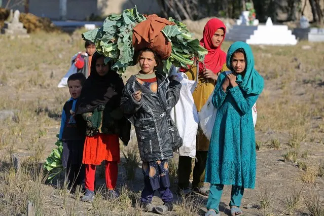 Afghan children carry cauliflowers in a field on the outskirts of Jalalabad on January 12, 2023. (Photo by Shafiullah Kakar/AFP Photo)