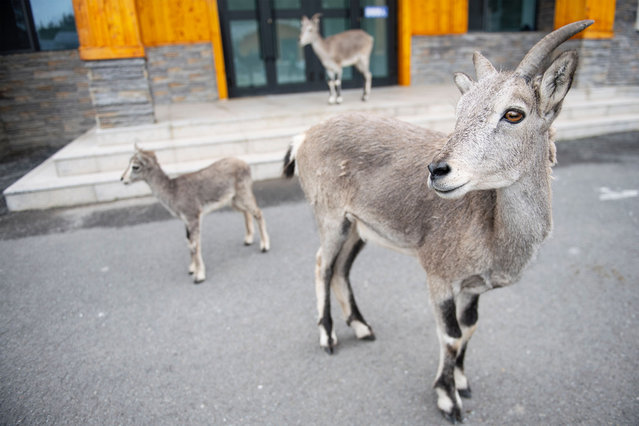 Three rescued bharals are seen at the Wildlife Rehabilitation and Breeding Station in Qilian Mountain National Park in northwest China's Qinghai Province, July 23, 2025. The Wildlife Rehabilitation and Breeding Station sits at an altitude of nearly 3,000 meters at the foot of the Qilian Mountains. The station is mainly responsible for wildlife rescue, population monitoring, post-release tracking, public education, and nature-based learning. To date, the station has rescued and sheltered 211 animals across 36 species, including snow leopard, Chinese desert cat, vulture, bharal and Tibetan gazelle. (Photo by Xinhua News Agency/Rex Features/Shutterstock)