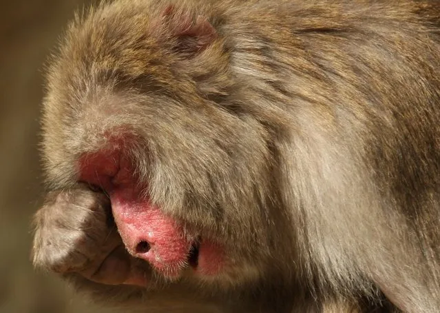 A 20-year-old Japanese macaque monkey named Monday scratches her eyes while suffering an allergy to pollen from the cedar tree at Awajishima Monkey Centre on March 17, 2013 in Sumoto, Japan. Many monkeys are suffering the effects of hay fever at this time of the year, with the typical symptoms being the same as with humans.  According to Awajishima Monkey center this year hay fever is higher than last year, the pollen season is from February to April.  (Photo by Buddhika Weerasinghe)