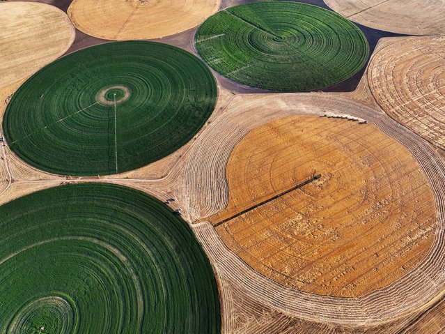 An aerial view shows a green circular crop field surrounded by golden wheat plains, where harvesters line up for collection during the final phase of the season at Altinova Agricultural Enterprise in Kadinhani district of Konya, Turkiye on July 22, 2025. The farm, one of the largest run by the General Directorate of Agricultural Enterprises (TIGEM), operates on 310,000 decares of land, supporting national food production and the rural economy. (Photo by Serhat Cetinkaya/Anadolu via Getty Images)