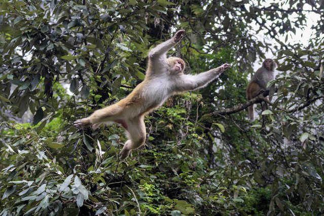 A macaque monkey jumps between trees as another looks on in Dharamshala, India, Thursday, September 11, 2025. (Photo by Ashwini Bhatia/AP Photo)