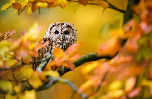 A captive long-eared owl (Strix aluco) sits in the autumn foliage in Masham, North Yorkshire, UK on October 27, 2015. (Photo by Jed Wee/Rex Shutterstock)