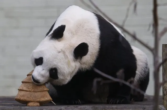 Tian Tian, a  giant panda eats a special Christmas panda cake crafted in the shape of a Christmas tree in the outdoor enclosure at Edinburgh Zoo, Scotland December 17, 2014. (Photo by Russell Cheyne/Reuters)