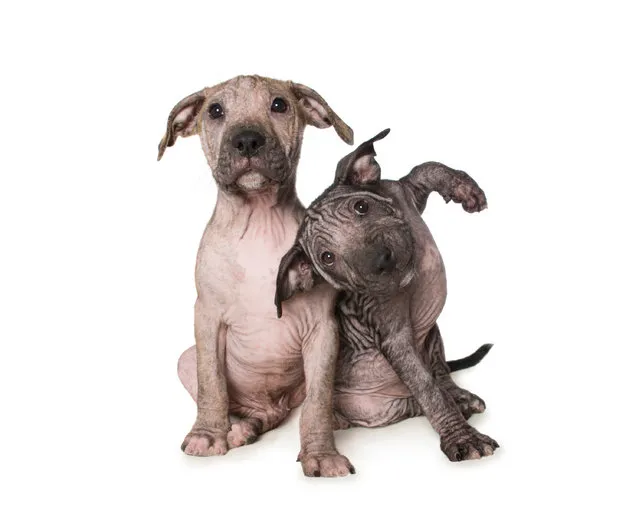 “Polly’s puppies”. Staffordshire terrier mix. They both had mange. (Photo by Alex Cearns/The Guardian)