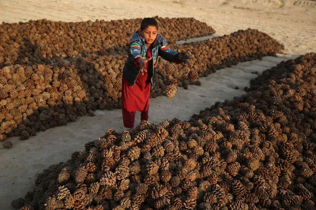 An Afghani boy sorts pine cones in Jalalabad, Afghanistan, 21 October 2020. Afghanistan is one of the leading producers of dry fruit and nuts in the world. (Photo by Ghulamullah Habibi/EPA/EFE)
