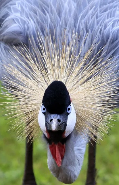 A Crowned Crane grazes at a hotel compound in Nairobi, Kenya, on April 20, 2013. (Photo by Noor Khamis/Reuters)