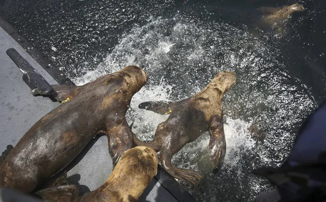 A group of rehabilitated sea lions dive off a coast guard boat into the coastal waters of the Palomino Islands, Peru, Friday, October 14, 2016. (Photo by Martin Mejia/AP Photo)