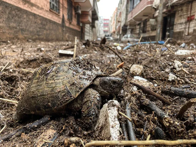 A turtle is seen among remains as two turtles, drifted away to other streets, have been delivered for their treatment after the flooded disaster in Sanliurfa, Turkiye on March 16, 2023. (Photo by Firat Ozdemir/Anadolu Agency via Getty Images)