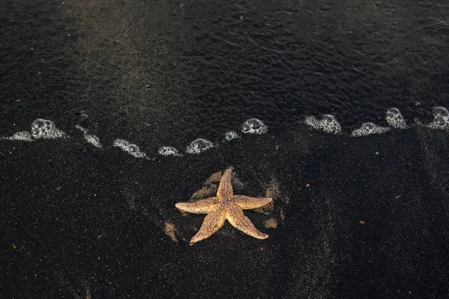 A starfish lies on the sand and is one of hundreds washed up onto the beach with sea coal at Saltburn on March 29, 2023 in Saltburn-by-the-Sea, England. Sea coal is found on beaches due partly to erosion of underwater seams but also as a historic result from the dumping of waste from coal mines. (Photo by Ian Forsyth/Getty Images)