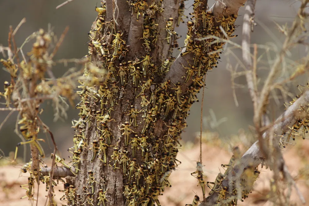 Billions of Locusts Hatched in Southern Israel