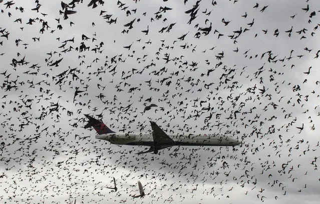 A flock of birds flies as a Delta airlines commuter plane lands at Reagan International Airport in Washington, DC on November 18, 2015. (Photo by Andrew Caballero-Reynolds/AFP Photo)