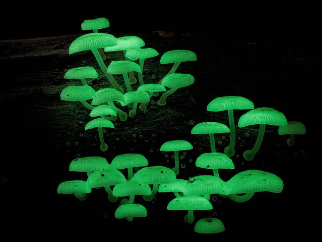 Luminous fungi (Mycena chlorophos). (Steve Axford)