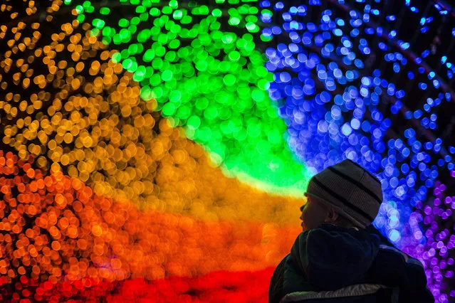 Kain Durbin, of Cincinnati, looks at a rainbow-colored tunnel of holiday lights during the PNC Festival of Lights preview night at the Cincinnati Zoo and Botanical Garden, Friday, November 20, 2015, in Cincinnati. The Festival begins on Nov. 21 and runs until Jan. 2, with special holiday attractions and lights throughout the facility. (Photo by John Minchillo/AP Photo)