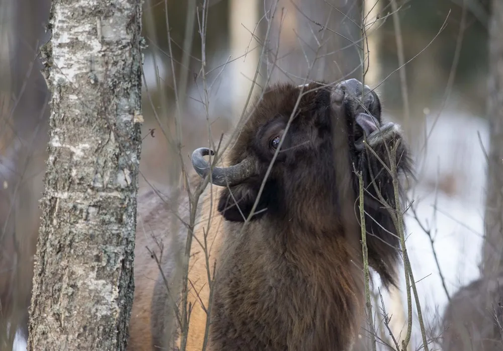 The Week in Pictures: Animals, January 3 – January 10, 2015