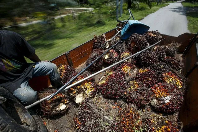 An Indonesian worker sits beside palm oil fruits on a lorry at Felda Bukit Cerakah in the district of Klang, outside Kuala Lumpur in this April 16, 2014 file photo. (Photo by Samsul Said/Reuters)