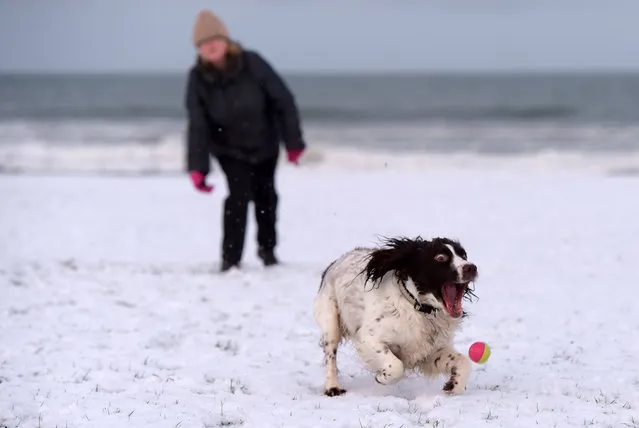 A woman throws a ball for her springer spaniel dog on the west strand Portrush on January 14, 2015 in Antrim, Northern Ireland. The province experienced heavy snowfall as a cold weather front hit the northern part of the United Kingdom today causing major traffic disruption and school closures. (Photo by Charles McQuillan/Getty Images)
