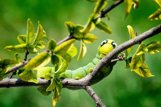 An oleander hawk moth caterpillar in Thailand. (Photo by Nopadol Uengbunchoo/Alamy Stock Photo)