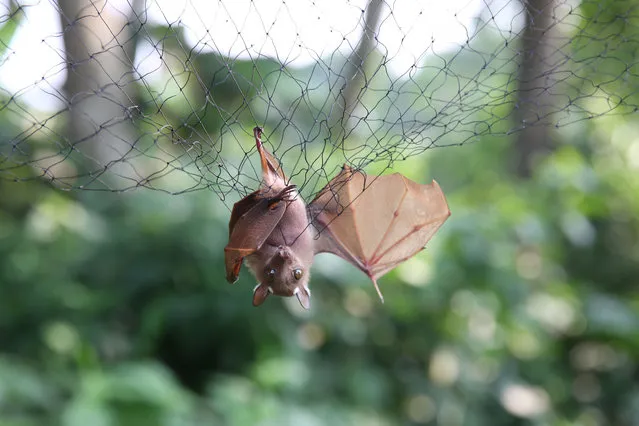 Bats are trapped in nets to be examined for possible viruses load at the Franceville International Centre of Medical Research (CIRMF) is seen on June 13, 2018 in Franceville. Researchers call it P4: this highly secure laboratory, one of only two in Africa to treat the most dangerous viruses, including Ebola, is located well away from the main buildings of the International Medical Research Center of Franceville (CIRMF) in Gabon. (Photo by  Steve Jordan/AFP Photo)
