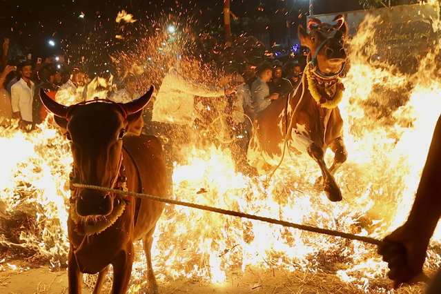 People pull cows over a bonfire as part of the Makara Sankranthi or Pongal festival celebrations in Bangalore, India, 14 January 2025. Cows and bulls are decorated with bright colors during the Hindu festival of thanksgiving, celebrated after the harvesting season. (Photo byu Jagadeesh N.V./EPA)