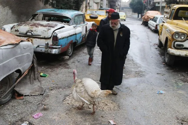 Mohamed Badr al-Din walks past his turkey that guards his collection of vintage cars from pedestrians, along a street where he keeps the cars, in the al-Shaar neighborhood of Aleppo January 31, 2015. (Photo by Abdalrhman Ismail/Reuters)