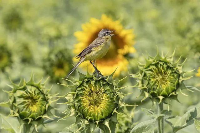 A yellow wagtail sits atop a sunflower in a field adjacent to the Dnipro cemetery in southern Ukraine in the second decade of July 2023. (Photo by Jack Hill/The Times)