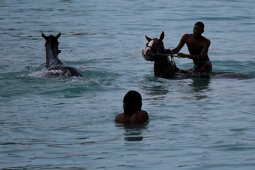 Swimming with Horses