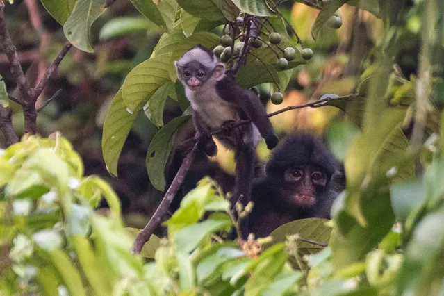 A Raffles' banded langur and its baby feed on plants in Singapore's Central Catchment Nature Reserve on April 14, 2021. (Photo by Xinhua News Agency/Rex Features/Shutterstock)
