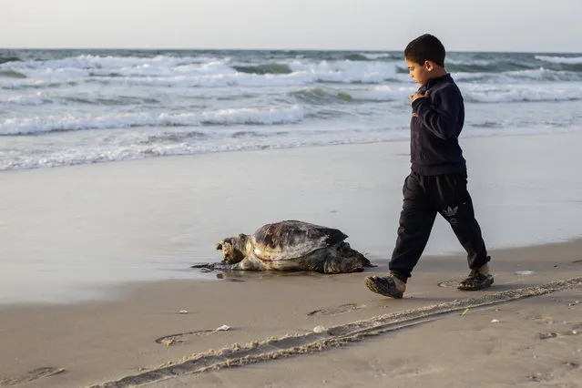 A Palestinian boy walks next Sea turtle found dead on Gaza Beach, on 08 April, 2021 during a lockdown amid the coronavirus disease (COVID-19) outbreak in Gaza Strip. (Photo by Sameh Rahmi/NurPhoto/Rex Features/Shutterstock)