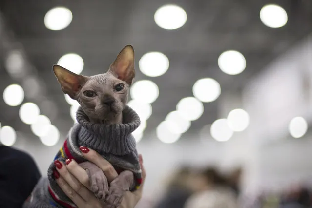 A cat is held by its owner waiting for evaluation by a judge during a cat show in Moscow, Russia, on Sunday, December 4, 2016. (Photo by Alexander Zemlianichenko Jr./AP Photo)